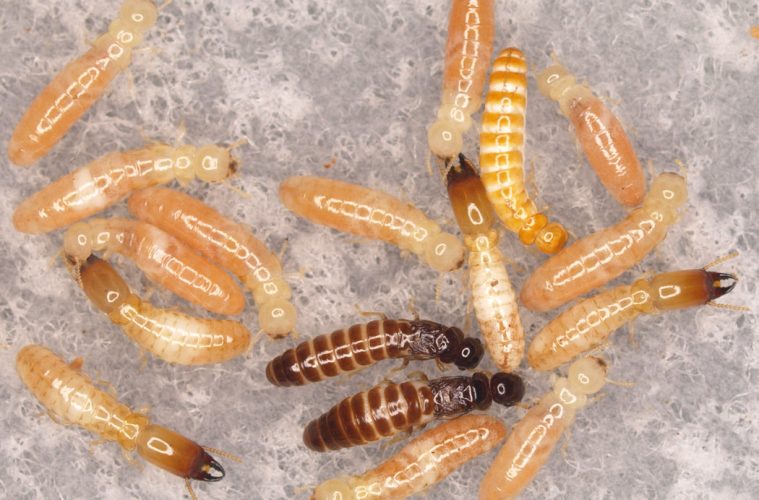 Control de Plagas Fuentes | Eliminación de termitas