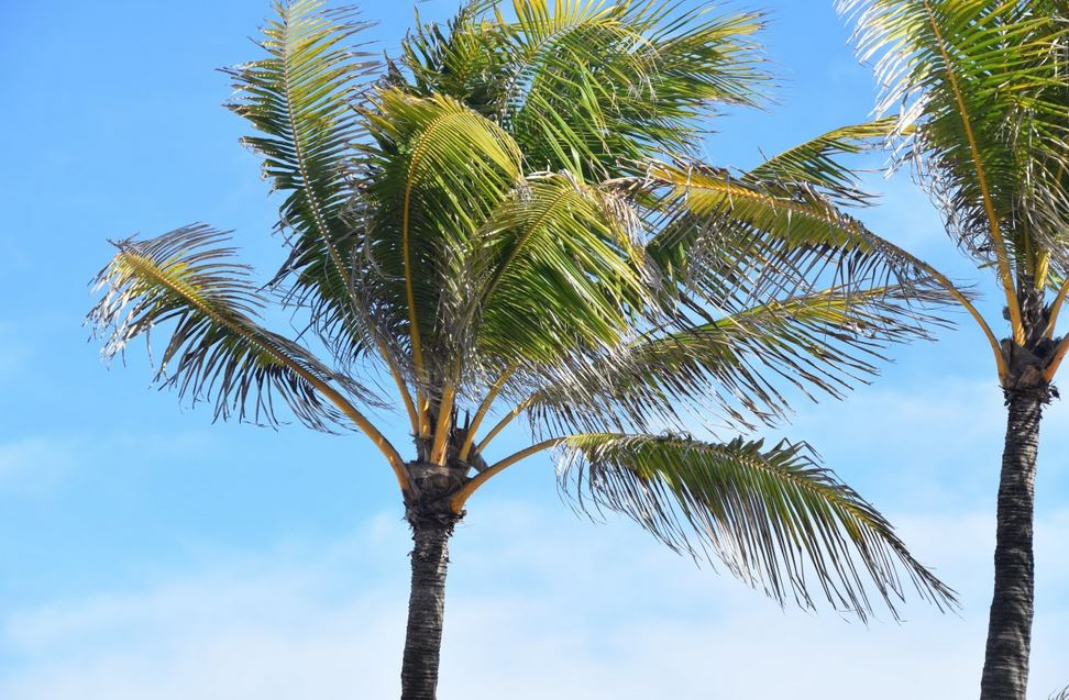 Picudo rojo de las palmeras: síntomas y tratamientos | Control de Plagas
