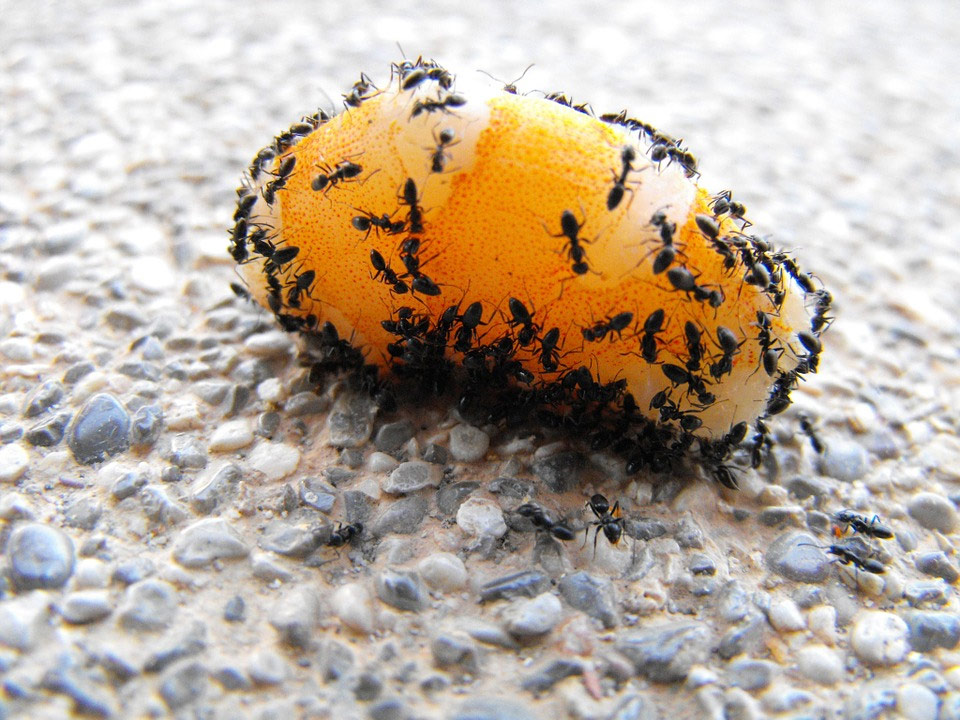 Control de Plagas Fuentes | Eliminación de hormigas