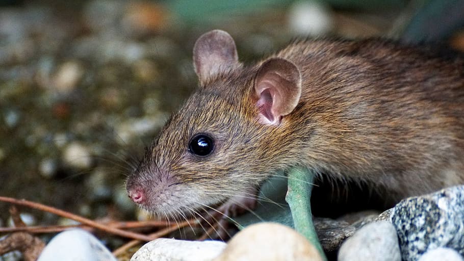 Recomendaciones efectivas contra las plagas de ratas | Control de Plagas